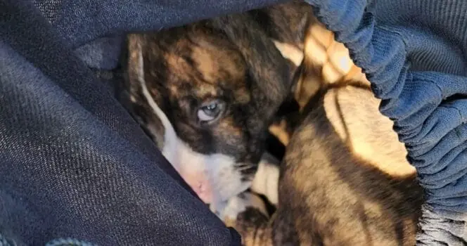 Puppy was found in woods, tied up in drawstring bag and left for dead — now he has a happy ending