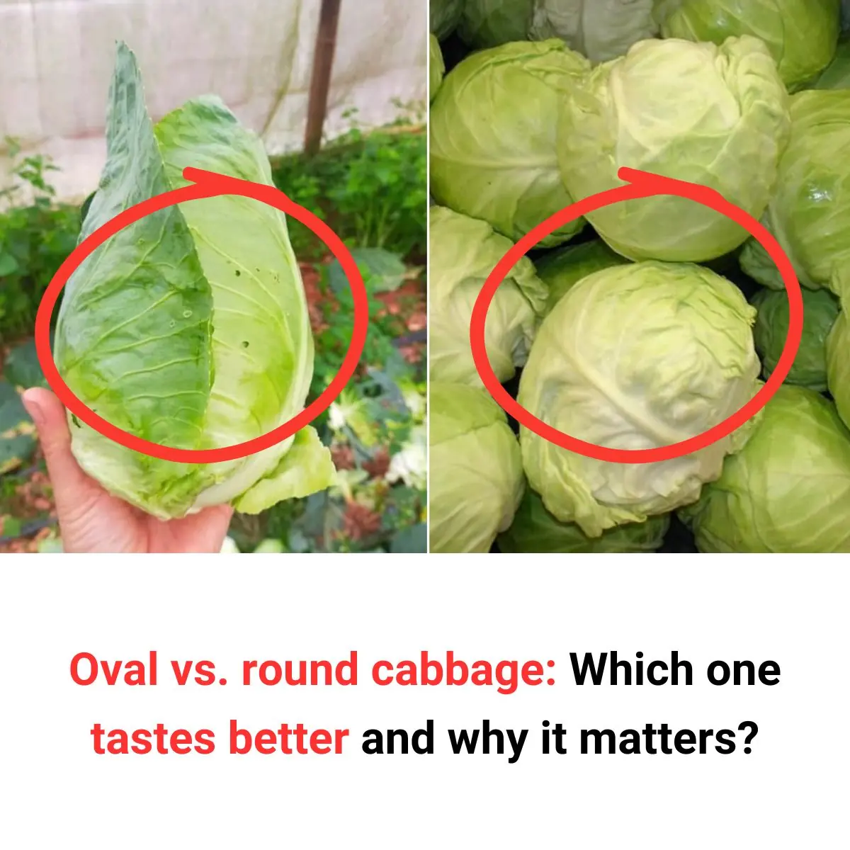 Which Is Better: Oval or Round Cabbage?