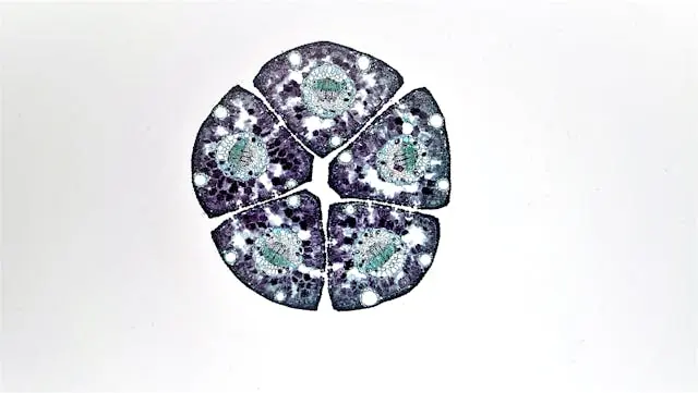 cell
