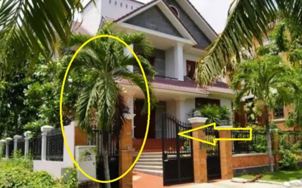 Homeowners should avoid these trees