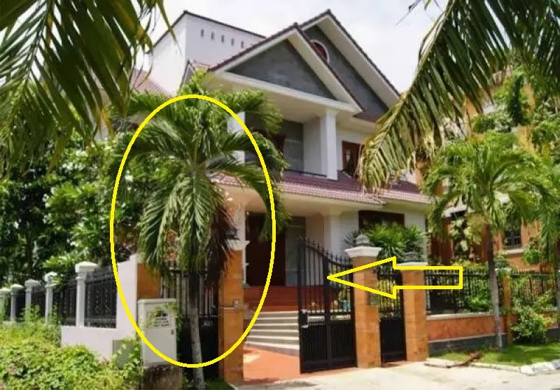 Planting areca palm in front of the house brings good luck