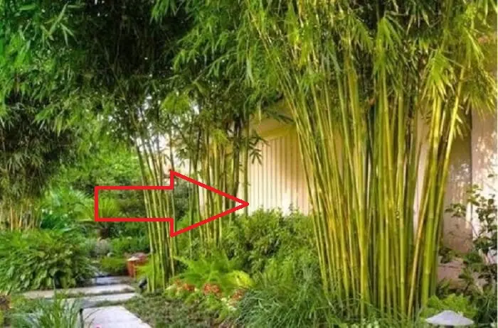 types of plants to plant in front of the house