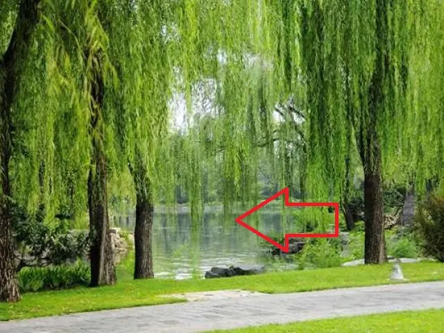 Willow trees should be avoided in front of the house.
