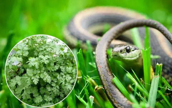 6 plants that attract snakes, 4 others that keep them away
