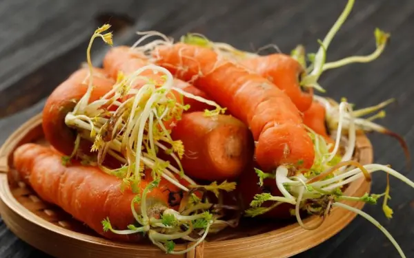 Be cautious when eating sprouted tubers