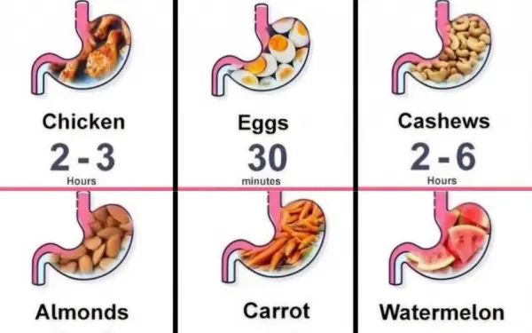 Revealing the Digestion Time of the Foods You Eat Every Day