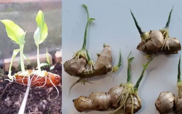 Tips for growing ginger at home for big