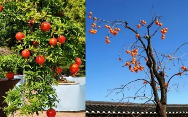 Why "east grows pomegranates"?