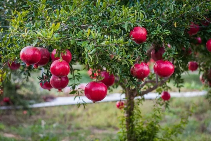 Why do people 'grow pomegranates in the east to make gold, and grow persimmons in the west to make silver'? - Photo 2.