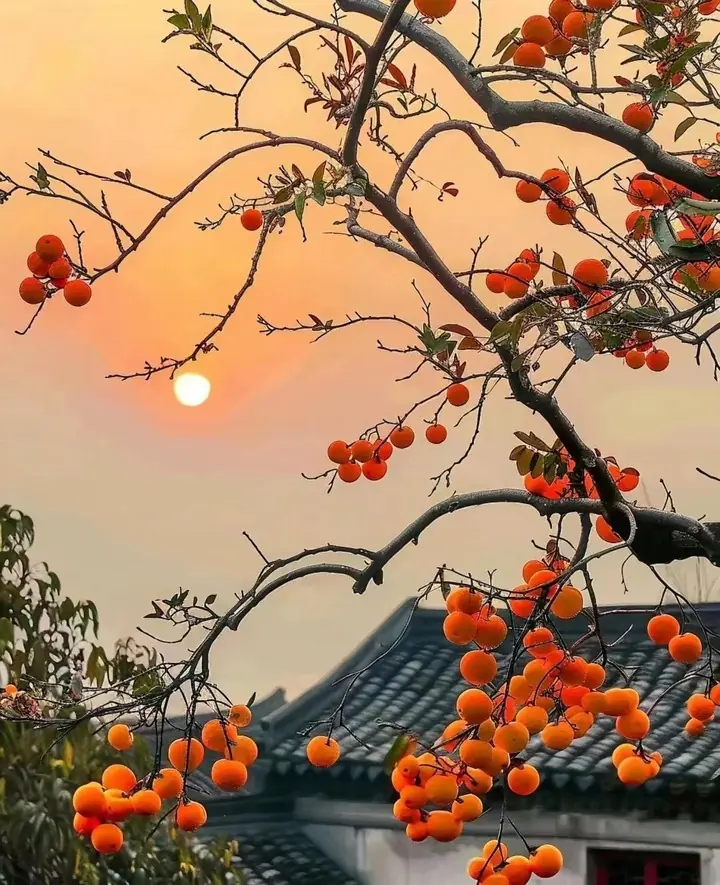 Why do people 'grow pomegranates in the east to make gold, and grow persimmons in the west to make silver'? - Photo 3.