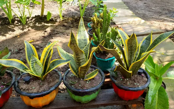 Age is taboo for snake plant