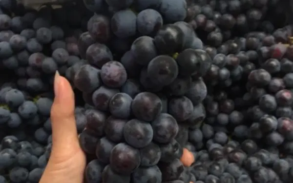 5 fruits linked to disease and cancer growth