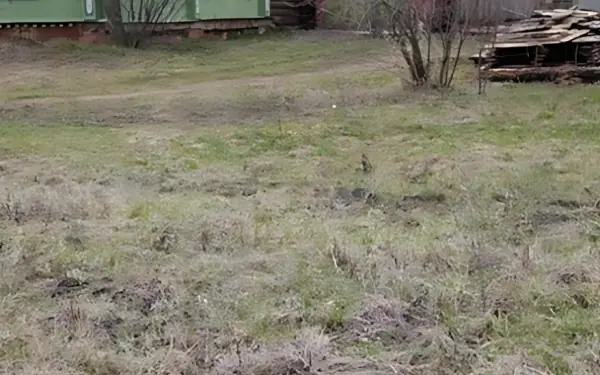 Only genius can find the cat hiding in the picture in 3 seconds
