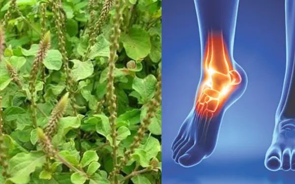 The plant you see in the picture is one of the most miraculous plants in the world