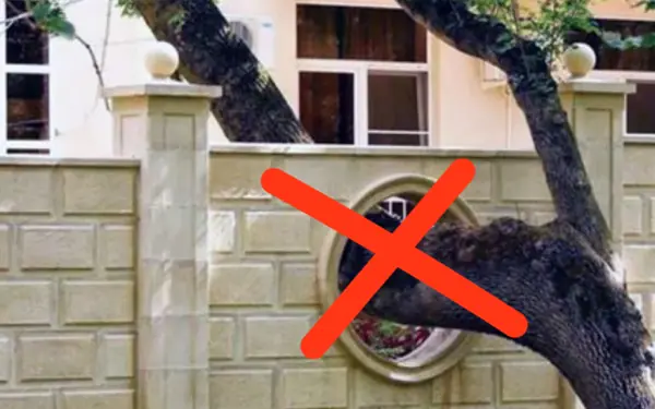 5 taboos about plants planted around the house