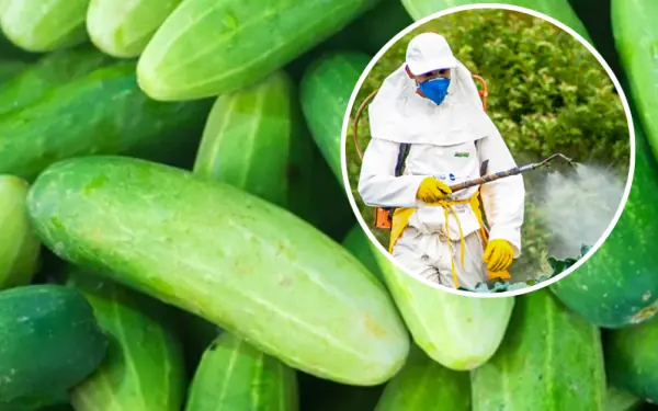 Warning: Common fruits and vegetables are full of to.xic pesticides