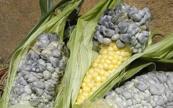 An Expensive Delicacy Few People Know About