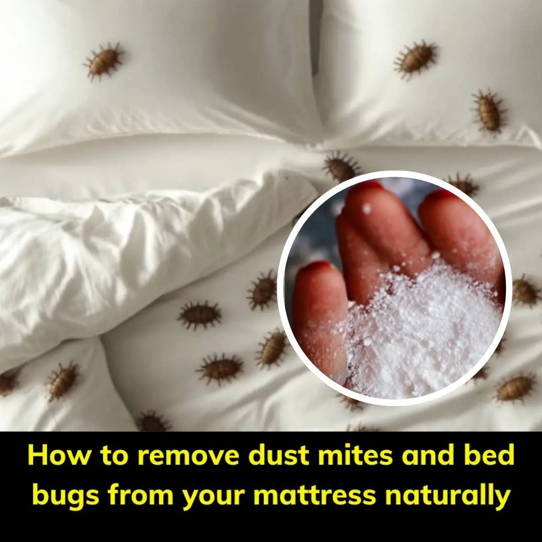 Bed Bug Dust Mattress