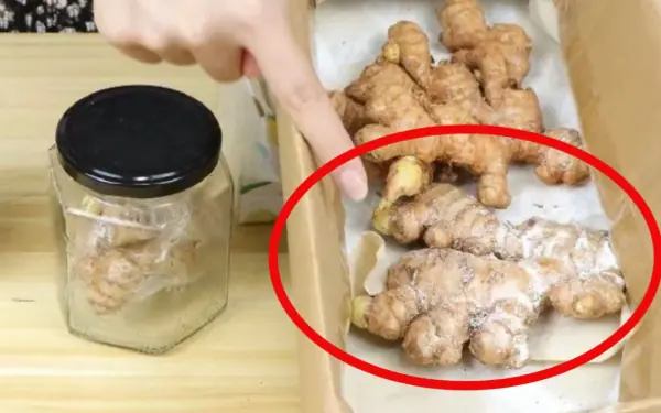 Ginger has withered after not long after purchase