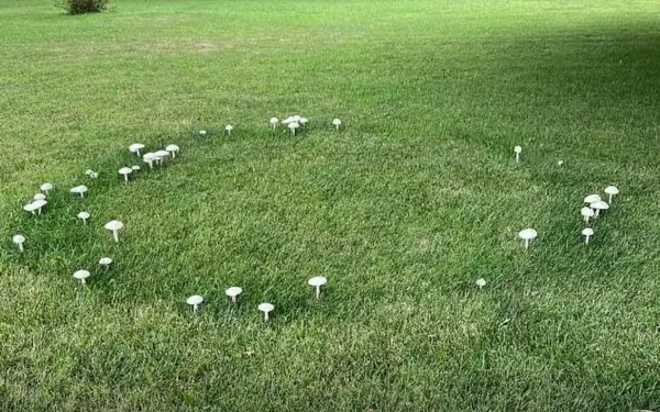 Strange Circular Formation in Her Garden: Woman Turns to Social Media and Is Shocked by the Answer