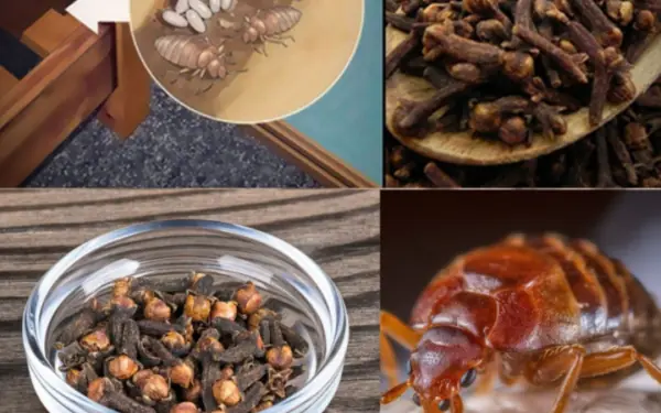 Clob Insect How Do They Live, and How to Eradicate Them from Your House Using Clove