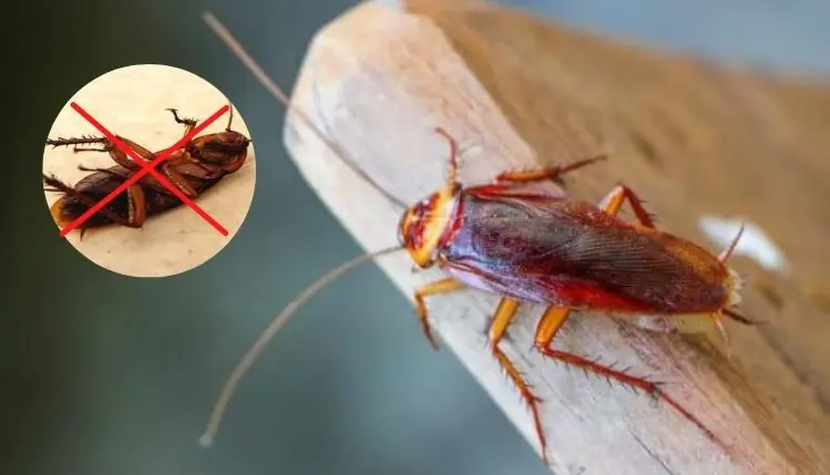 Clob Insect How Do They Live, and How to Eradicate Them from Your House Using Clove