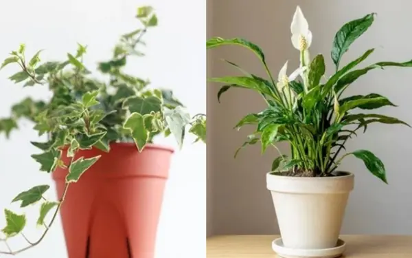 Want to Purify Indoor Air? Grow These Plants