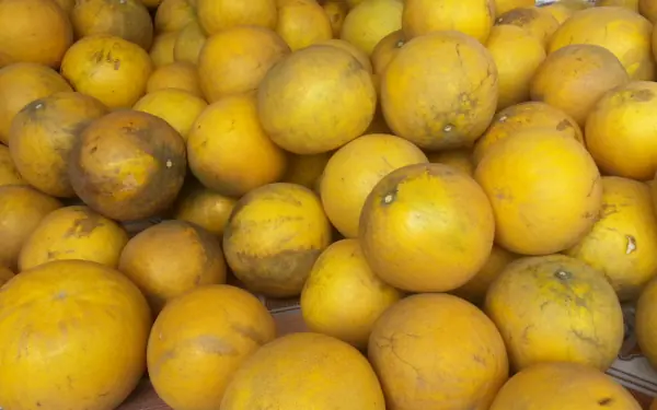 How to store grapefruit without wilting or rotting