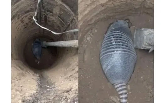 Digging a well and seeing this, should I bring it home to raise?