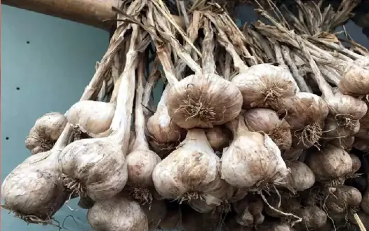 Garlic has many uses but people with these diseases absolutely should not eat it