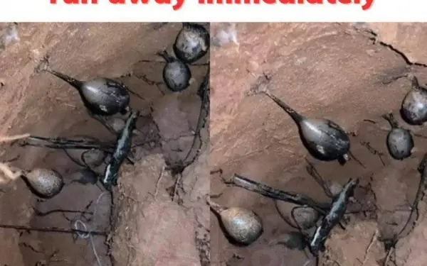 I was digging in the forest when I hit a nest. My friends told me to run away immediately