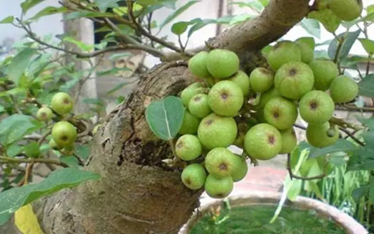 Can:er cells are also afraid of these 4 fruits, which are honored by the world and grow in many gardens