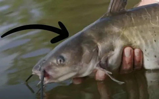 5 types of fish "full" of mercury, don't buy them even if they're cheap at the market