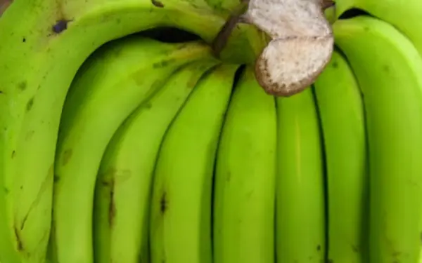 The type of starch that helps you stay healthy from the inside out