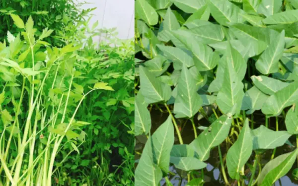 4 familiar green vegetables can be a 'nest' for worms