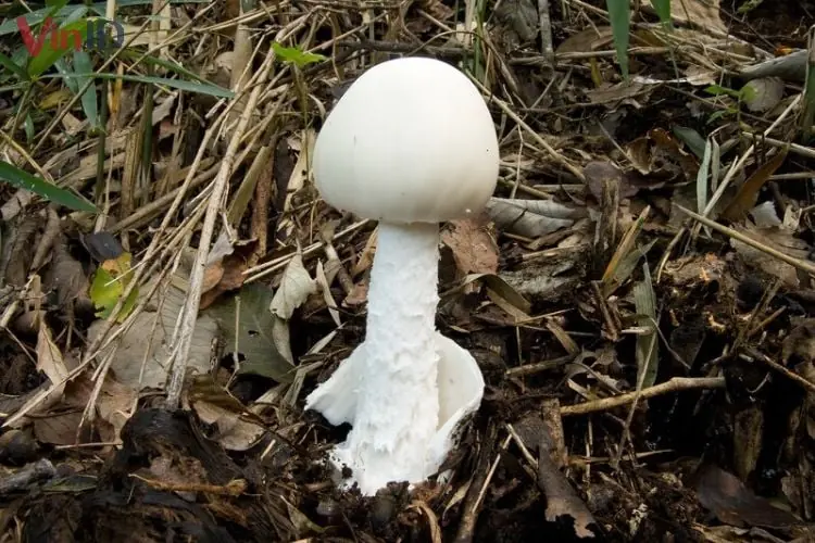 Nấm độc trắng hình nón - Amanita virosa Nấm độc trắng hình nón - Amanita virosa