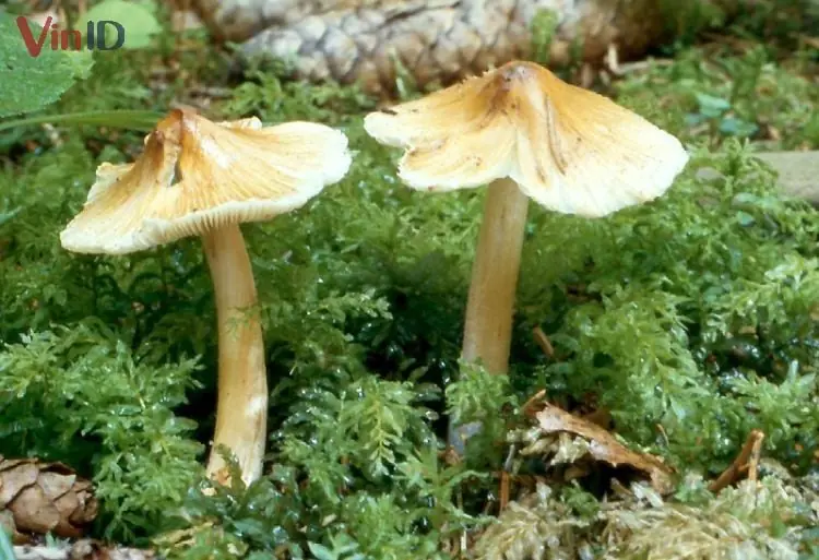 Nấm mũ khía nâu xám - Inocybe rimosa Nấm mũ khía nâu xám - Inocybe rimosa