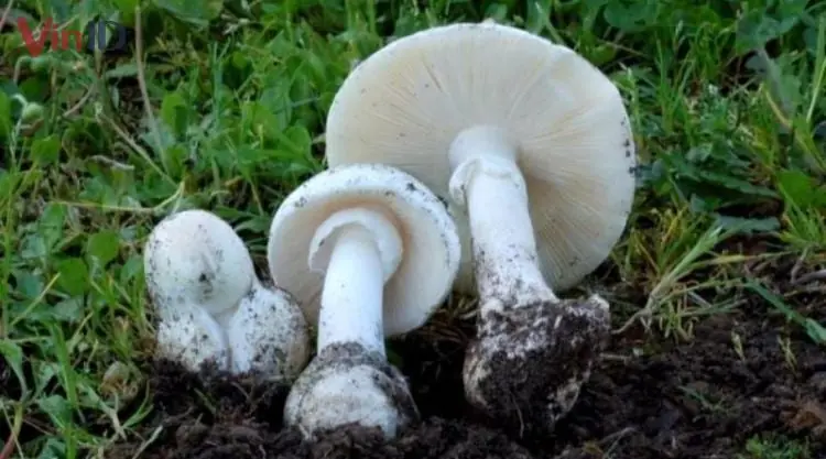 Nấm độc tán trắng - Amanita verna Nấm độc tán trắng - Amanita verna