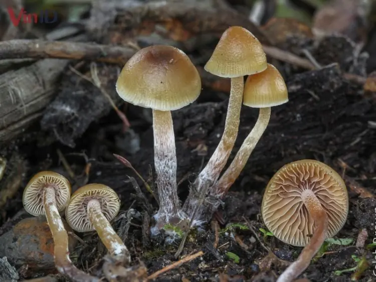 Nấm thức thần - Psilocybe Pelliculosa Nấm thức thần - Psilocybe Pelliculosa