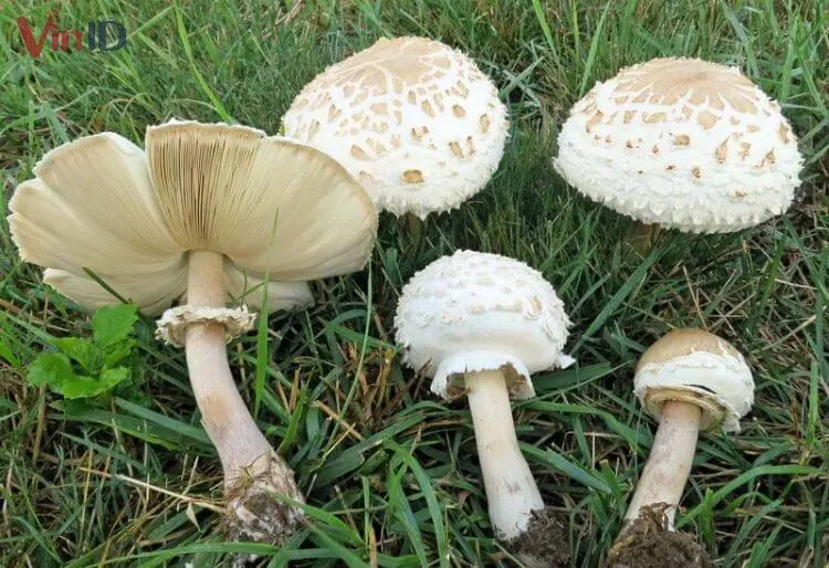 Nấm ô tán trắng phiến xanh - Chlorophyllum molybdites Nấm ô tán trắng phiến xanh - Chlorophyllum molybdites