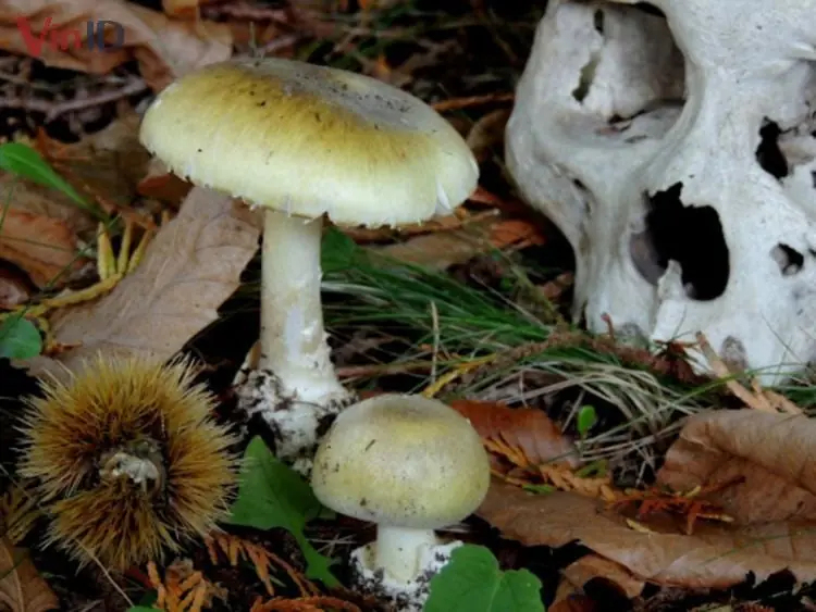 Nấm tử thần - Death Cap Nấm tử thần - Death Cap