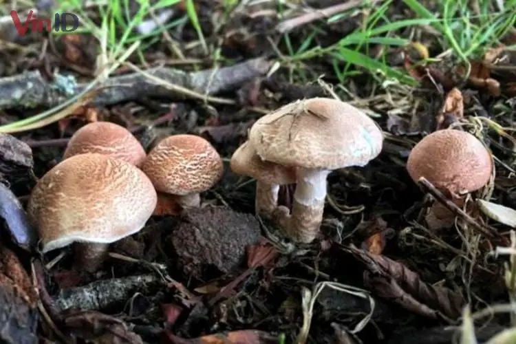 Nấm độc Deadly Dapperling Nấm độc Deadly Dapperling