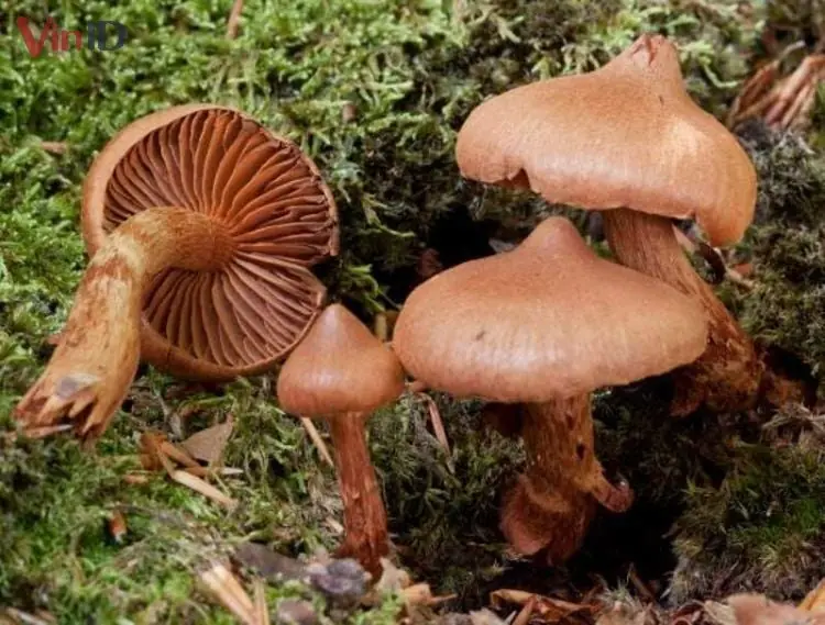 Nấm Chết Người - Webcaps (loài Cortinarius) Nấm Chết Người - Webcaps (loài Cortinarius)