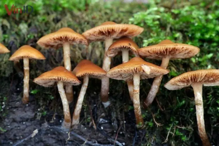 Nấm Mũ đầu lâu mùa thu - Autumn Skullcap Nấm Mũ đầu lâu mùa thu - Autumn Skullcap