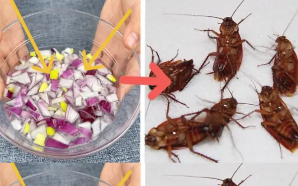 Flies, insects and ants will never set foot in your home again – the powerful mix