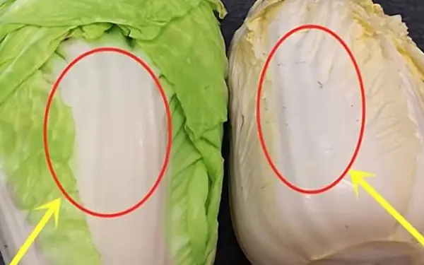 Green or yellow napa cabbage
