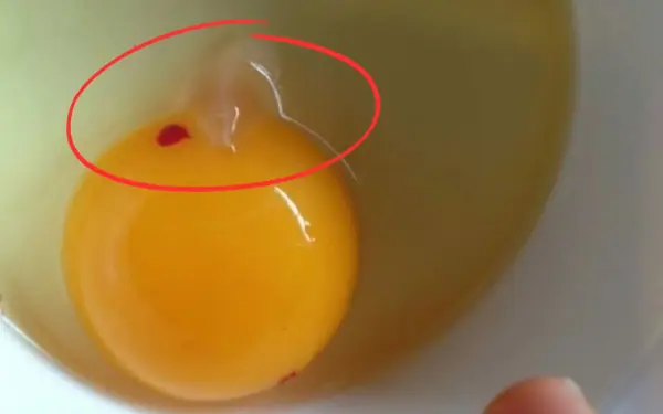 Should You Eat or Discard Eggs with Red or White Streaks?