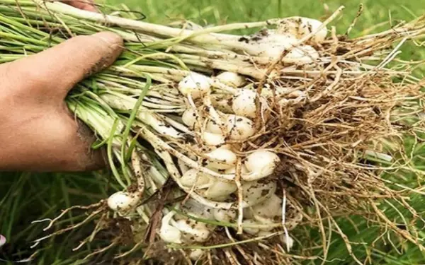 Top 5 Most Effective Snake-Repellent Plants to Grow at Home