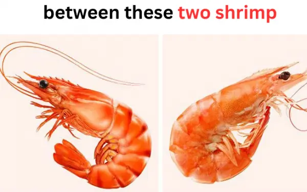 Only shrimp players can distinguish between these two shrimp