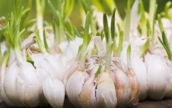 Don't throw away sprouted garlic